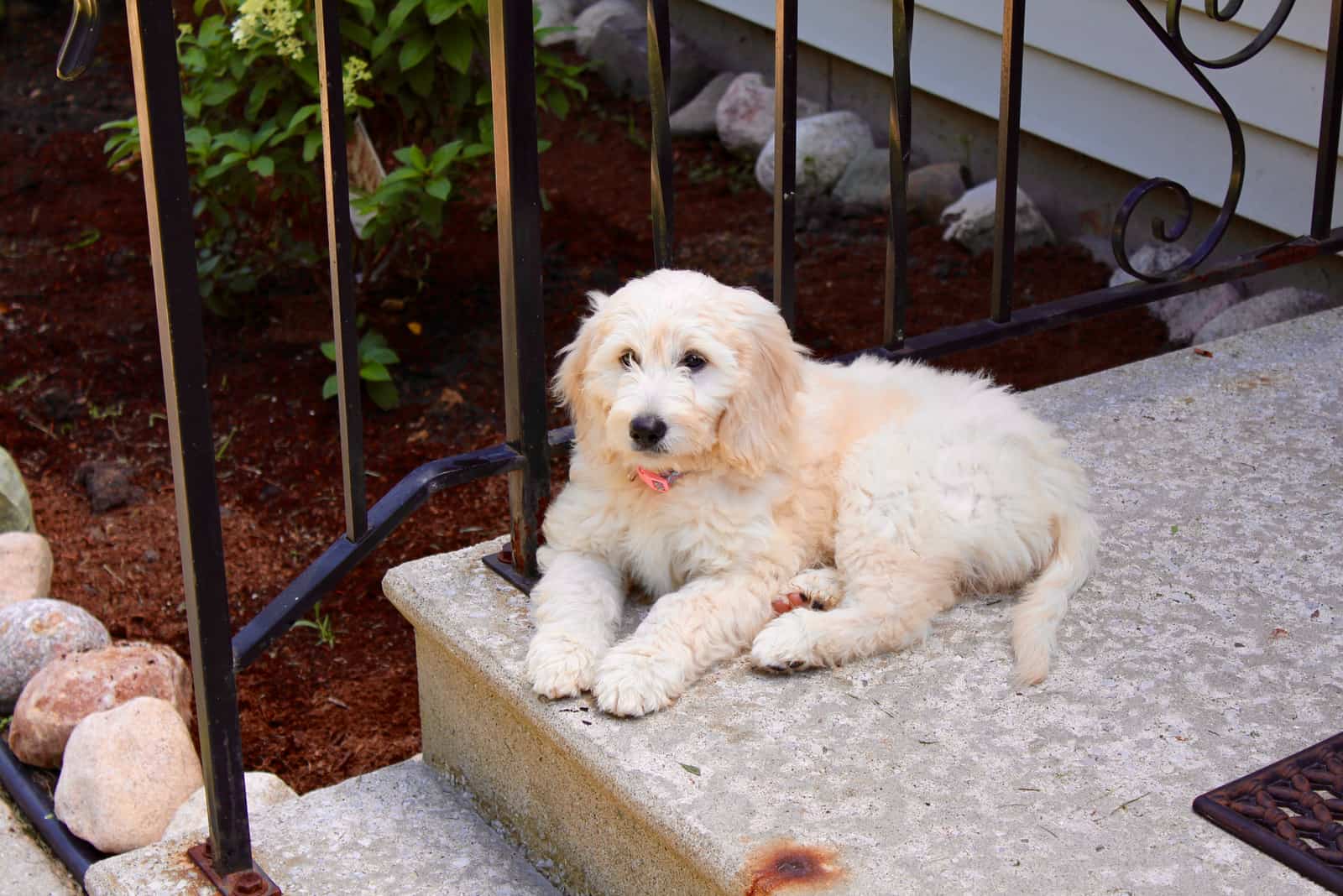 F1 goldendoodle