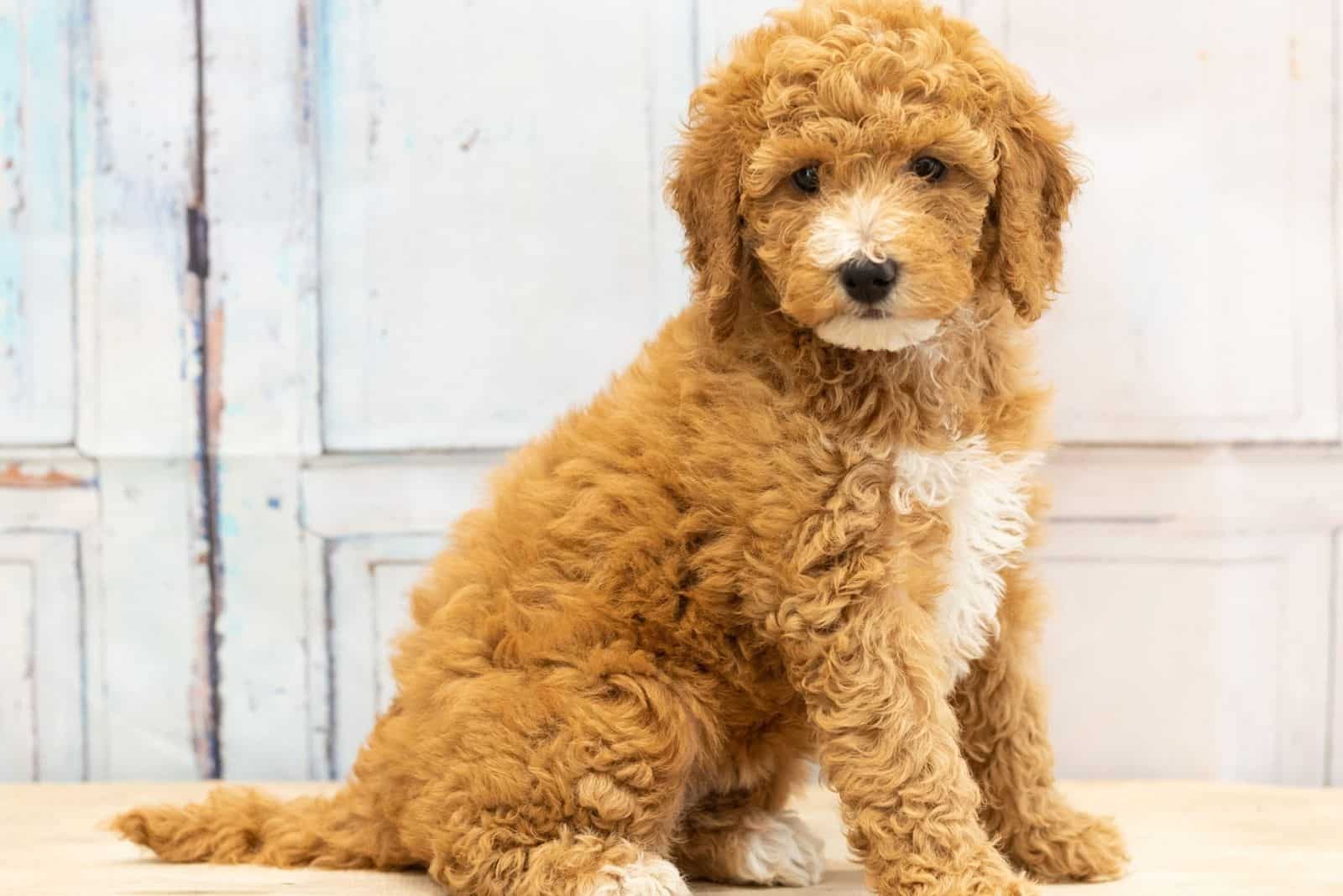 F1 mini goldendoodle