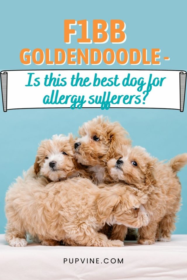 F1BB Goldendoodle A Double Dose Of Doodliness