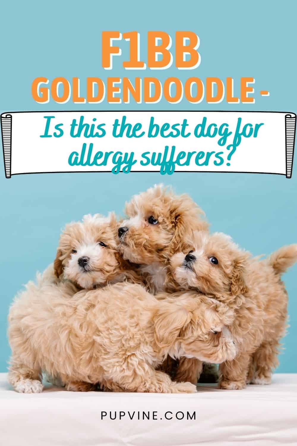 F1BB Goldendoodle - Is This The Best Dog For Allergy Sufferers