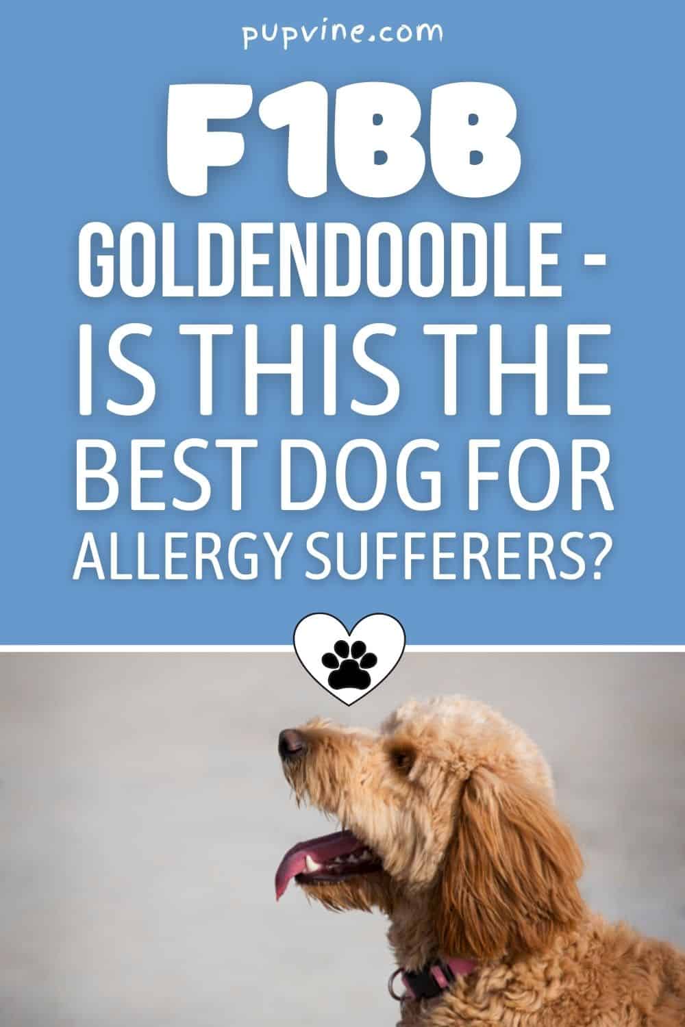 F1BB Goldendoodle - Is This The Best Dog For Allergy Sufferers?