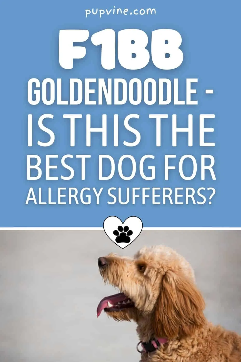 F1BB Goldendoodle - Is This The Best Dog For Allergy Sufferers?