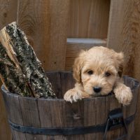 cute f1bb goldendoodle inside a wooden bucket with wood placed outdoors