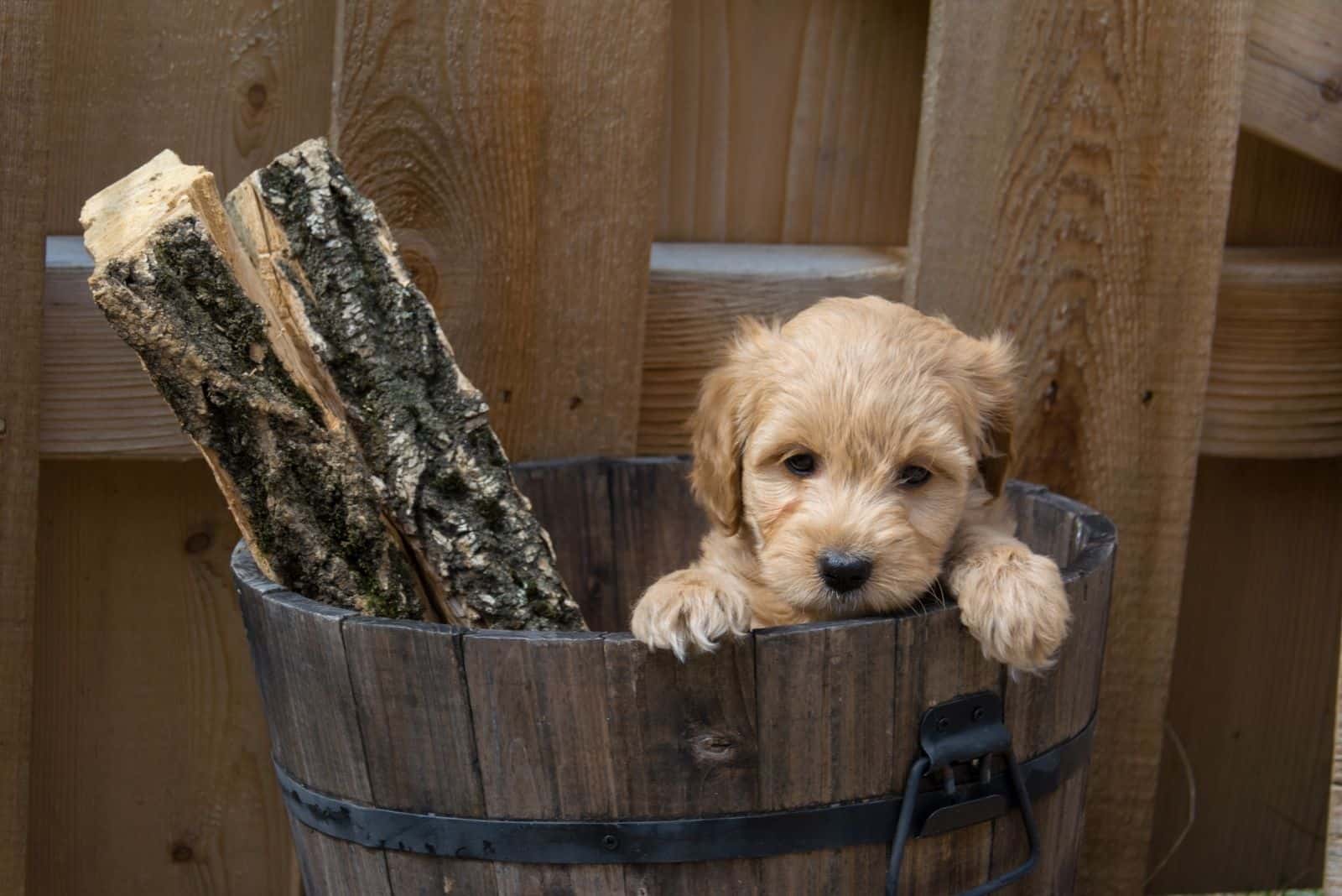cute f1bb goldendoodle inside a wooden bucket with wood placed outdoors