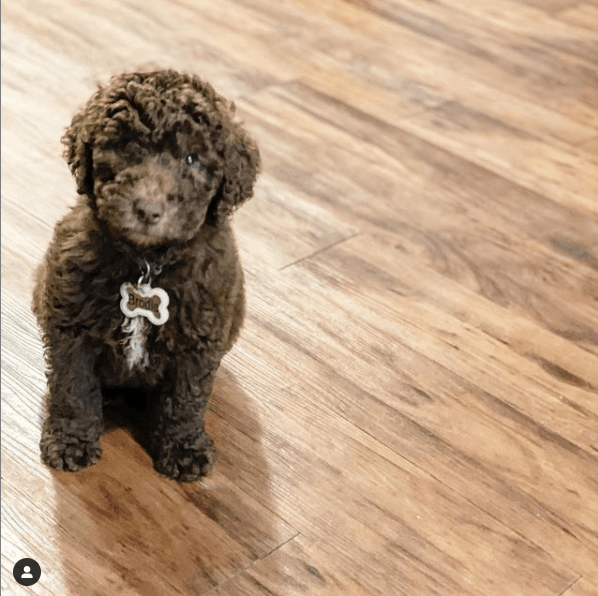 F1BB Goldendoodle - Is This The Best Dog For Allergy Sufferers?