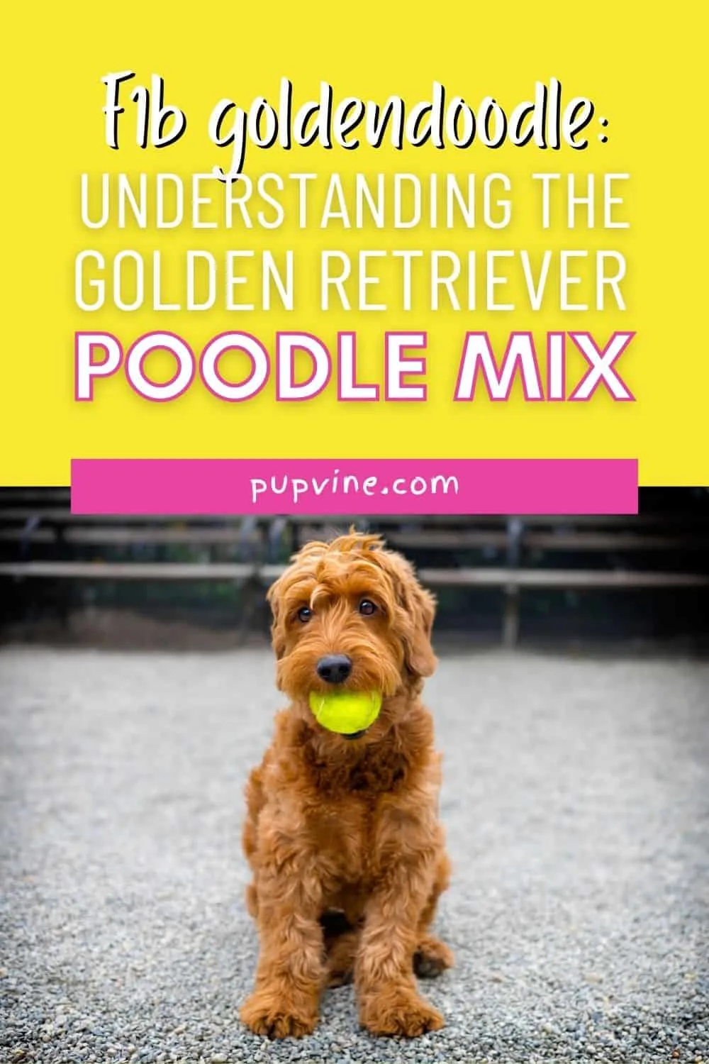 F1b Goldendoodle – Understanding The Golden Retriever Poodle Mix