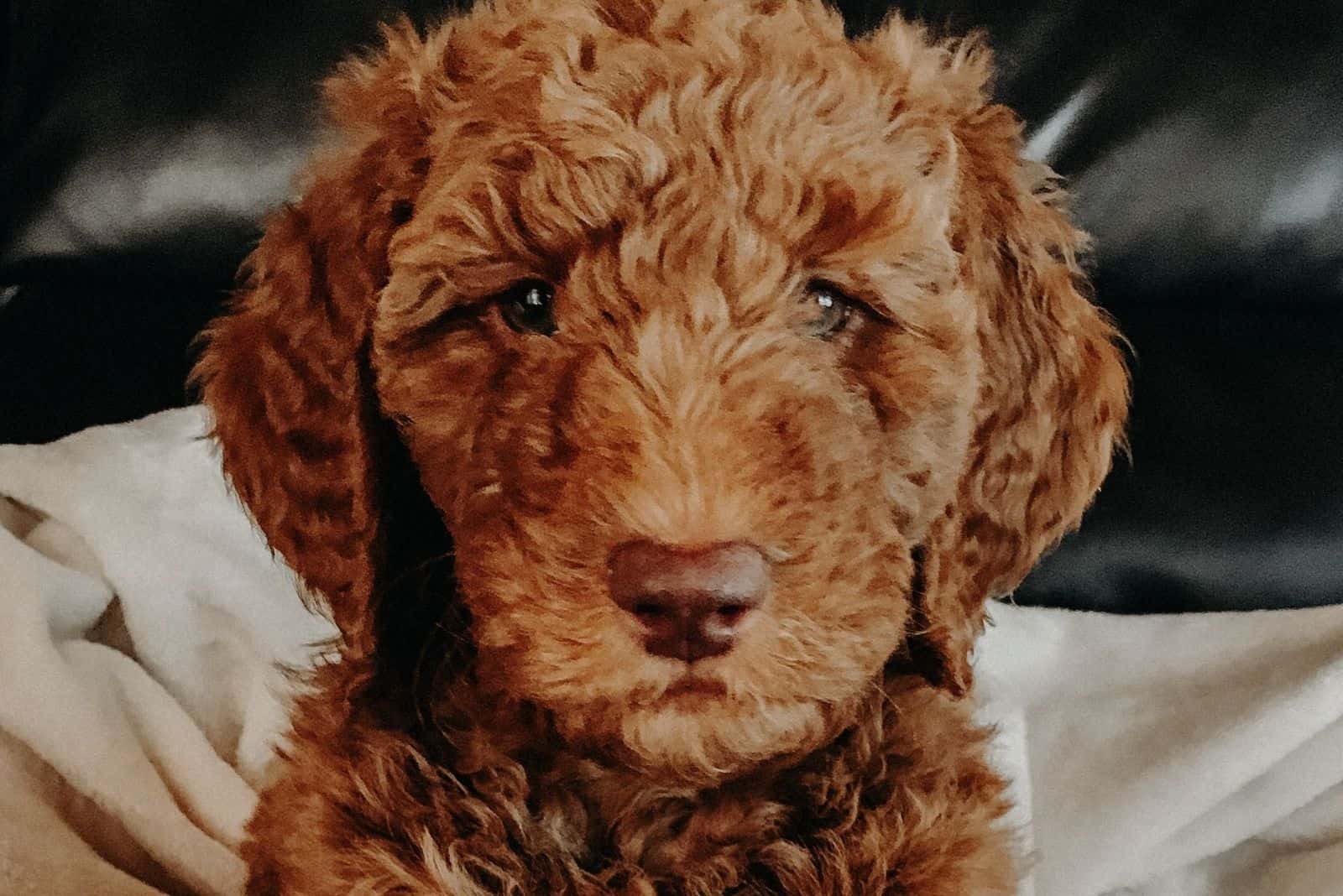 F1bb red golden doodle