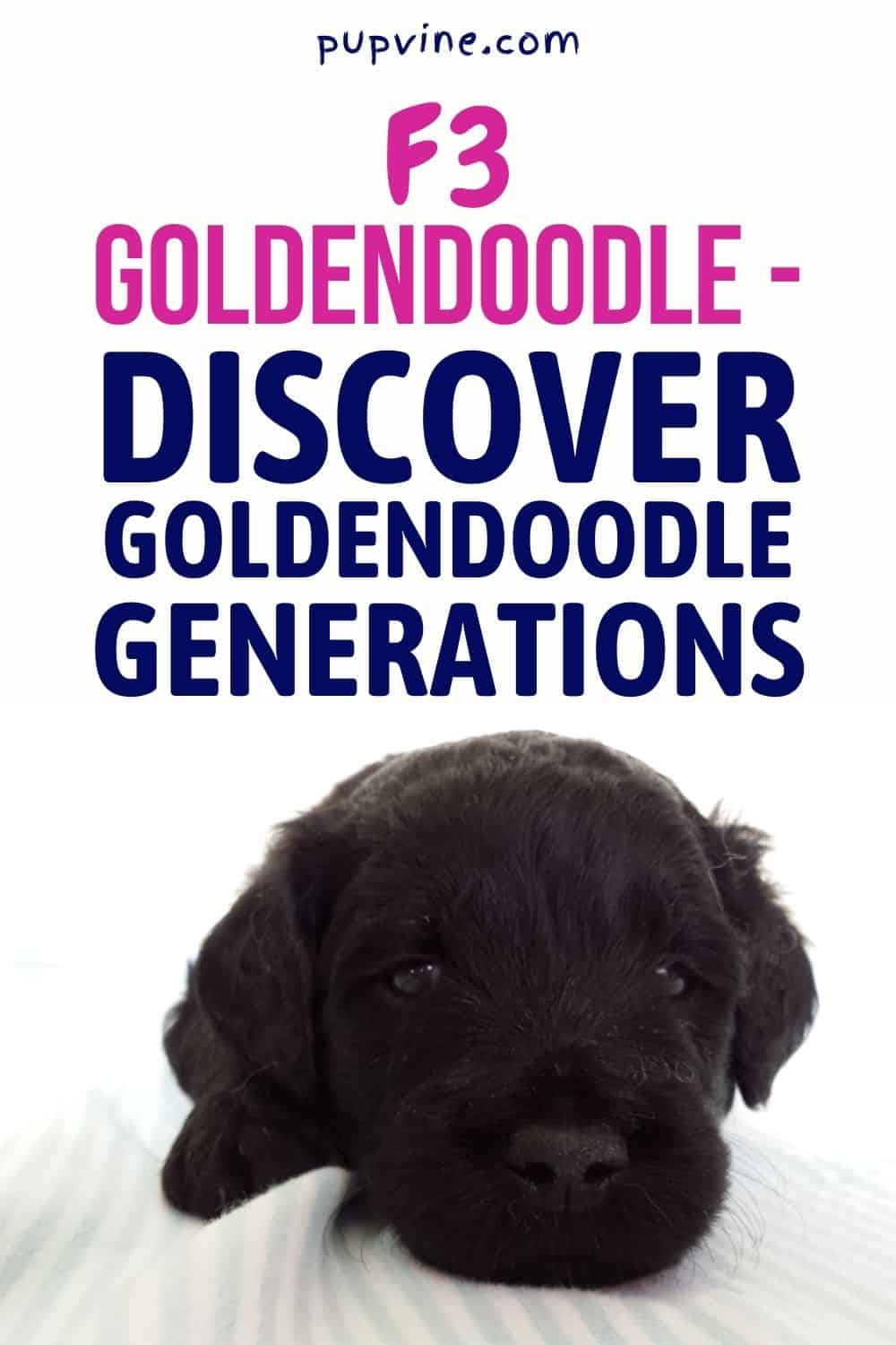 F3 Goldendoodle – Discover Goldendoodle Generations