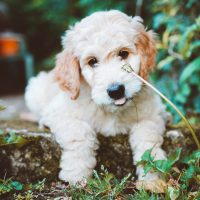 Goldendoodle puppy lies in nature