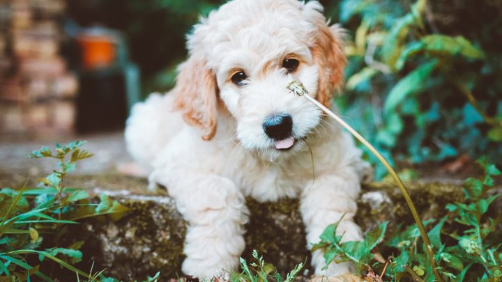 F3 Goldendoodle – Discover Goldendoodle Generations