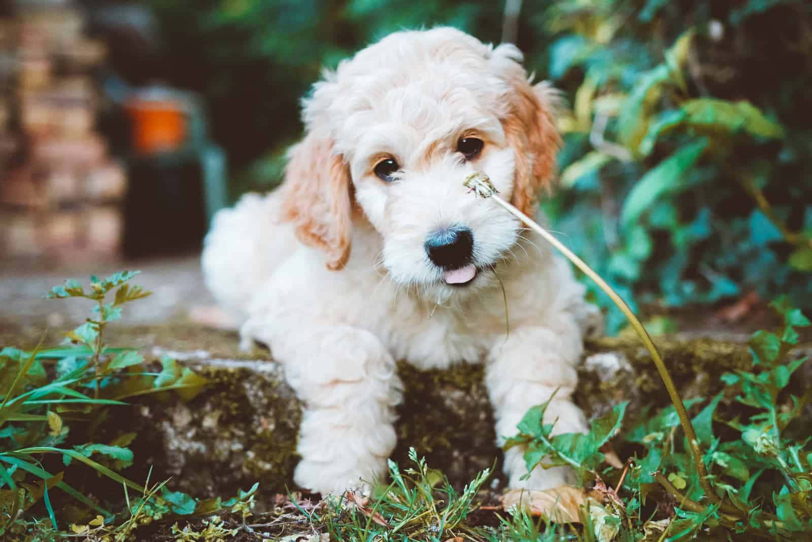 Goldendoodle puppy lies in nature