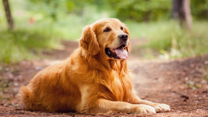 Field Golden Retriever: A Friendly Dog With a Great Work Ethic