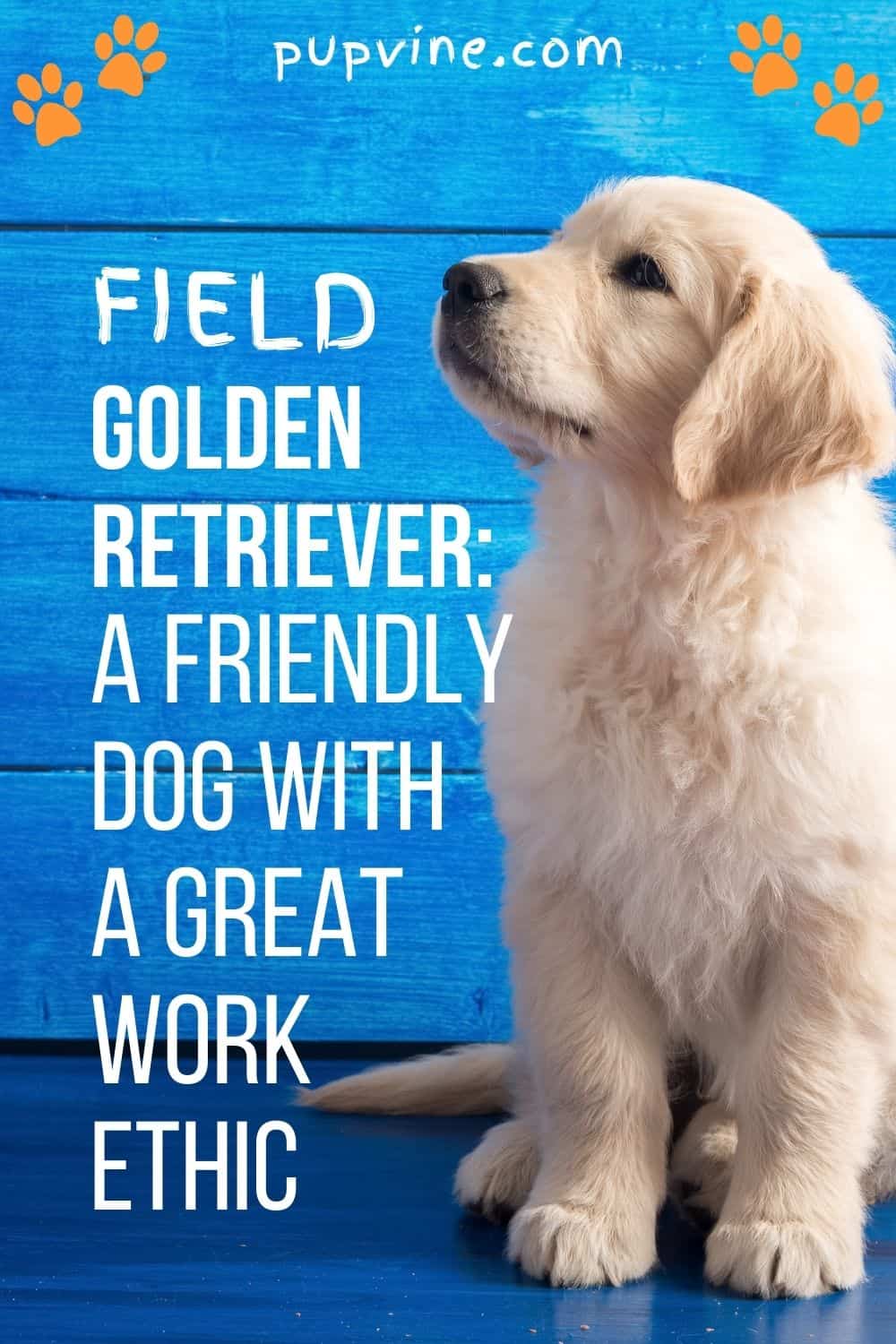 Field Golden Retriever: A Friendly Dog With a Great Work Ethic