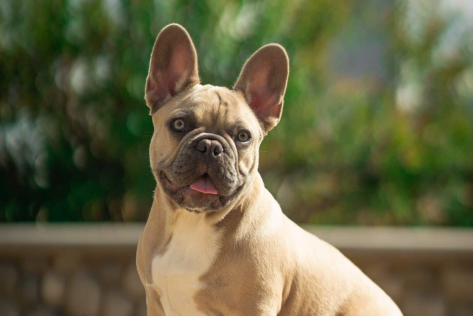 French Bulldog Pitbull Mix