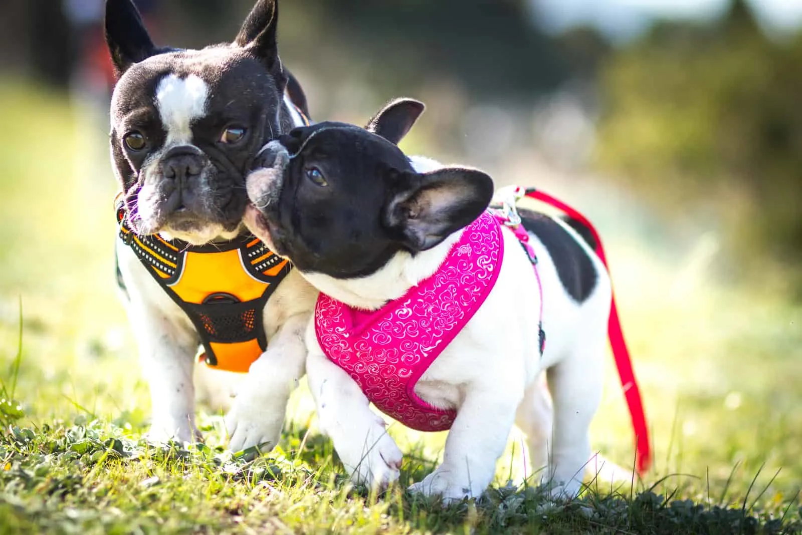 French Bulldogs playing in park