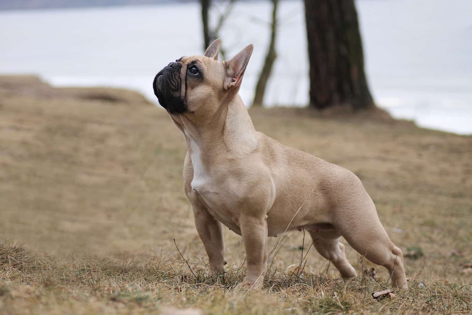 French bulldog outside