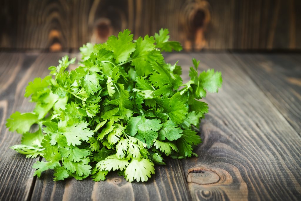 Can Dogs Eat Cilantro? How Does Coriander Affect Your Dog?