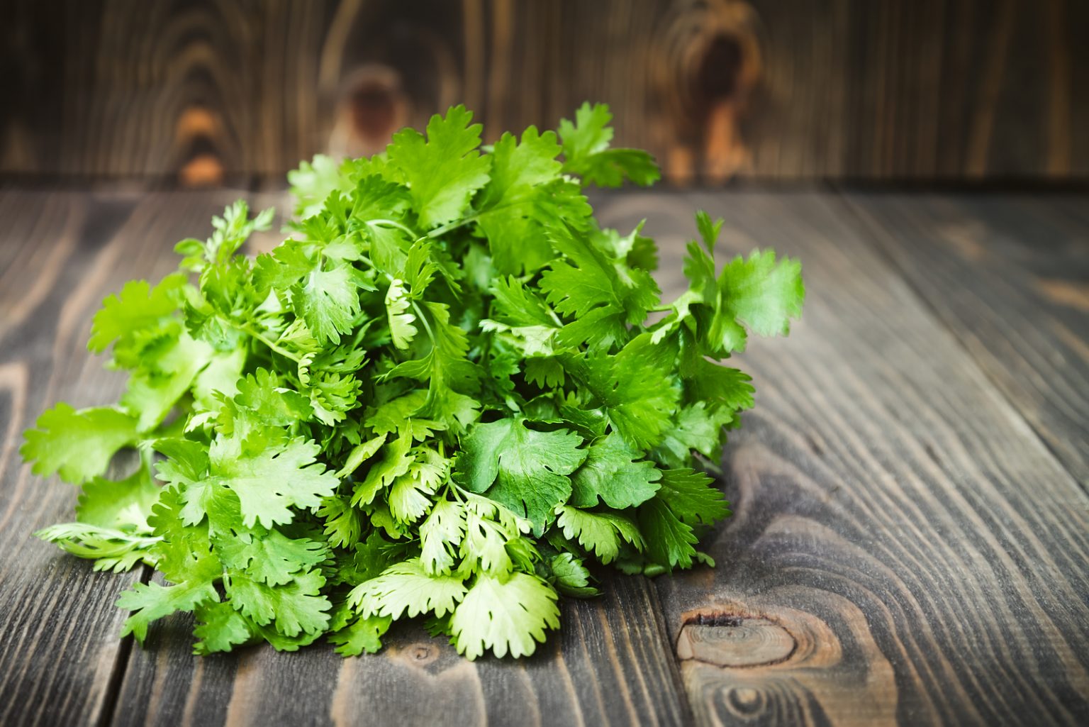 Can Dogs Eat Cilantro? How Does Coriander Affect Your Dog?