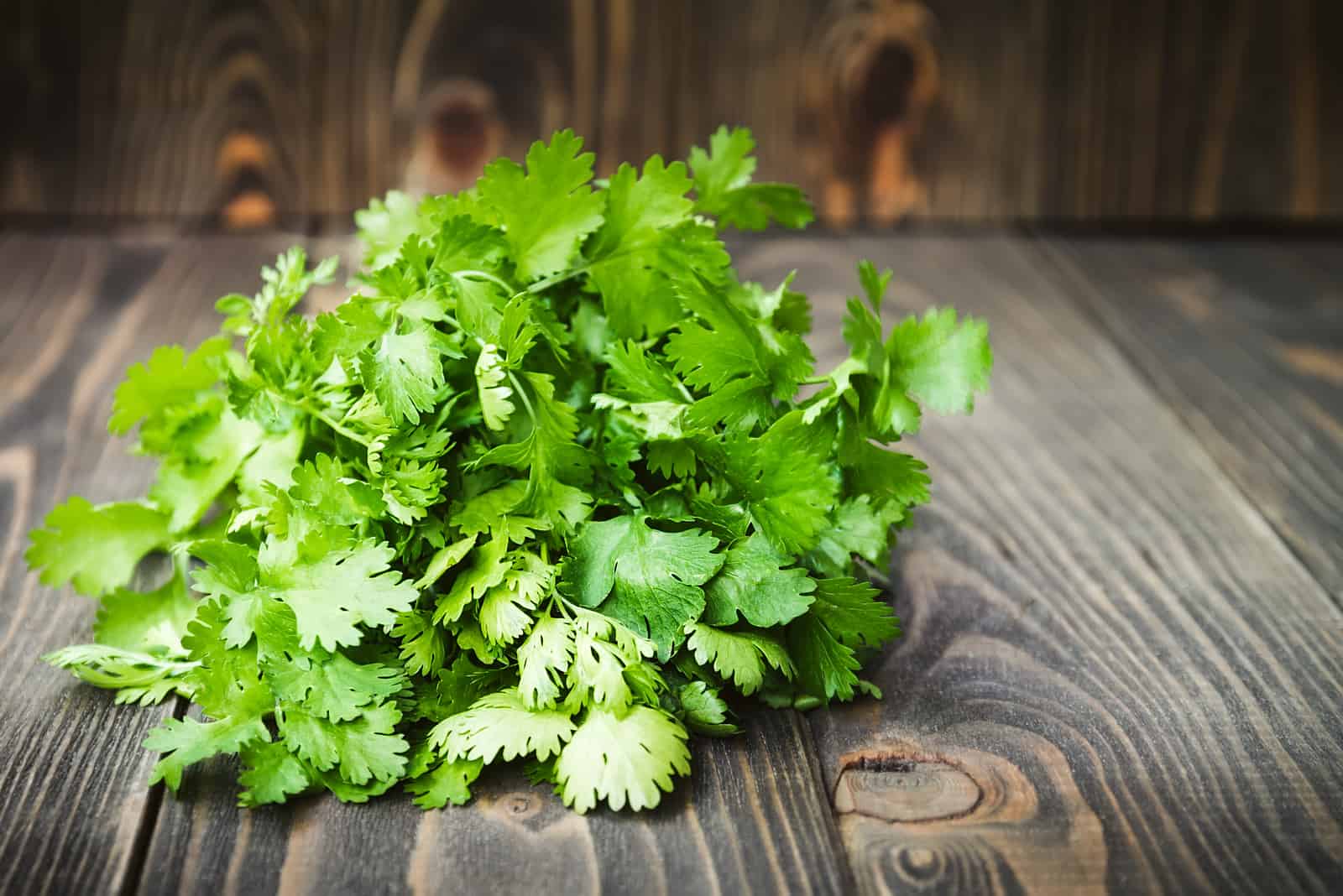 Fresh green cilantro on the table