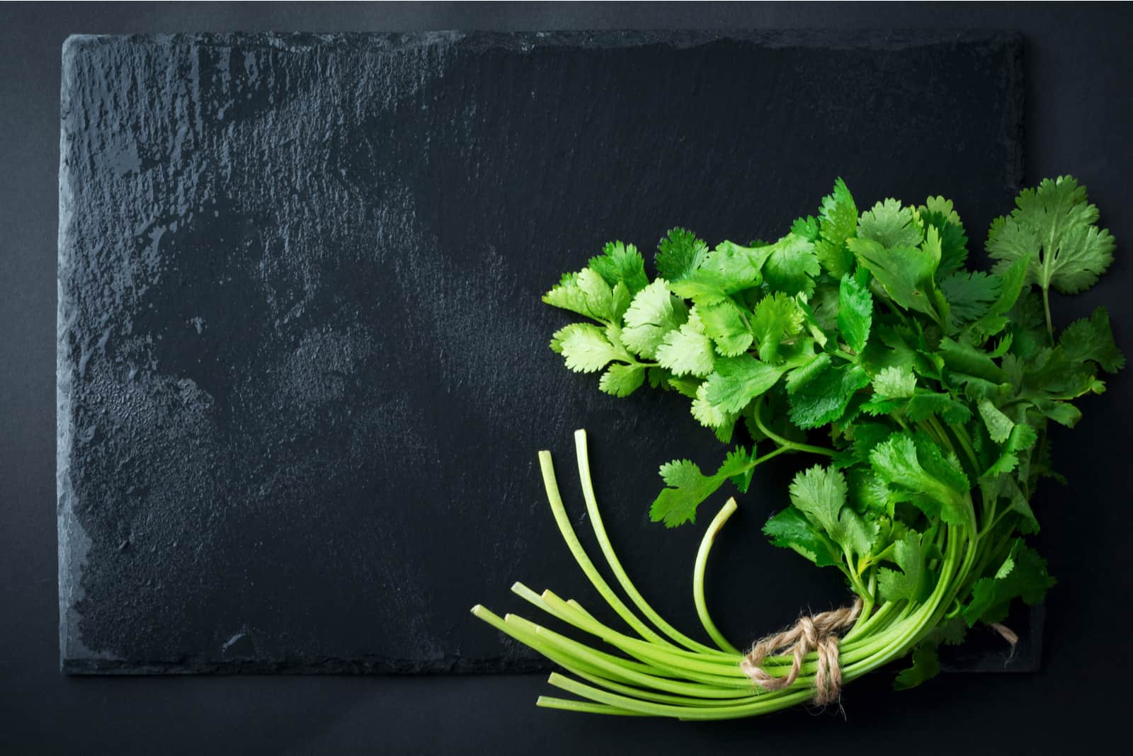 Fresh green coriander