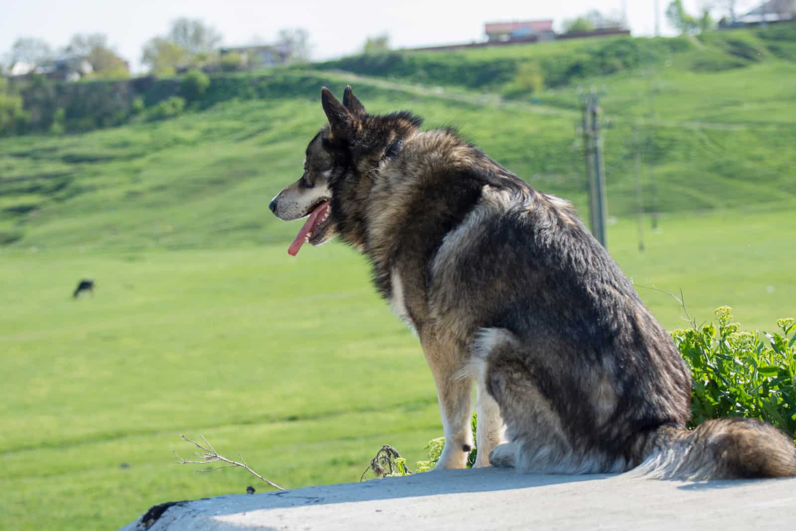 Gerberian shepsky 