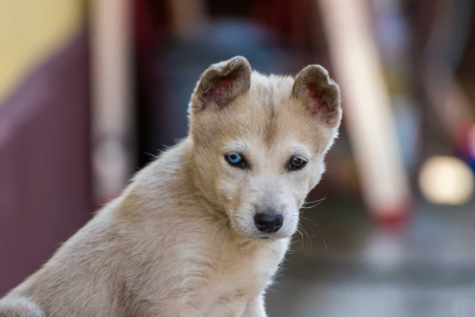 Gerberian shepsky 2 months old puppy