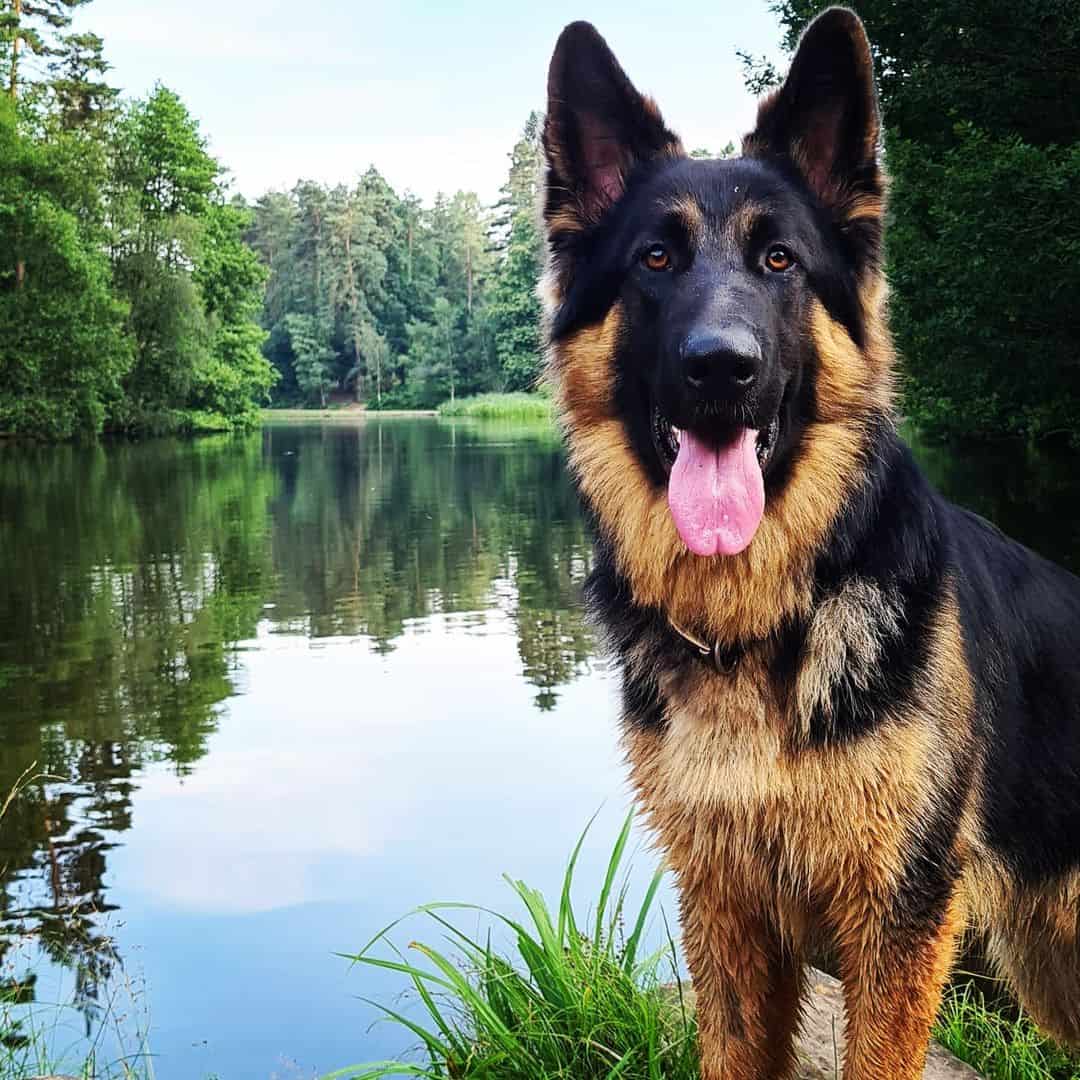 German Shepherd by the lake