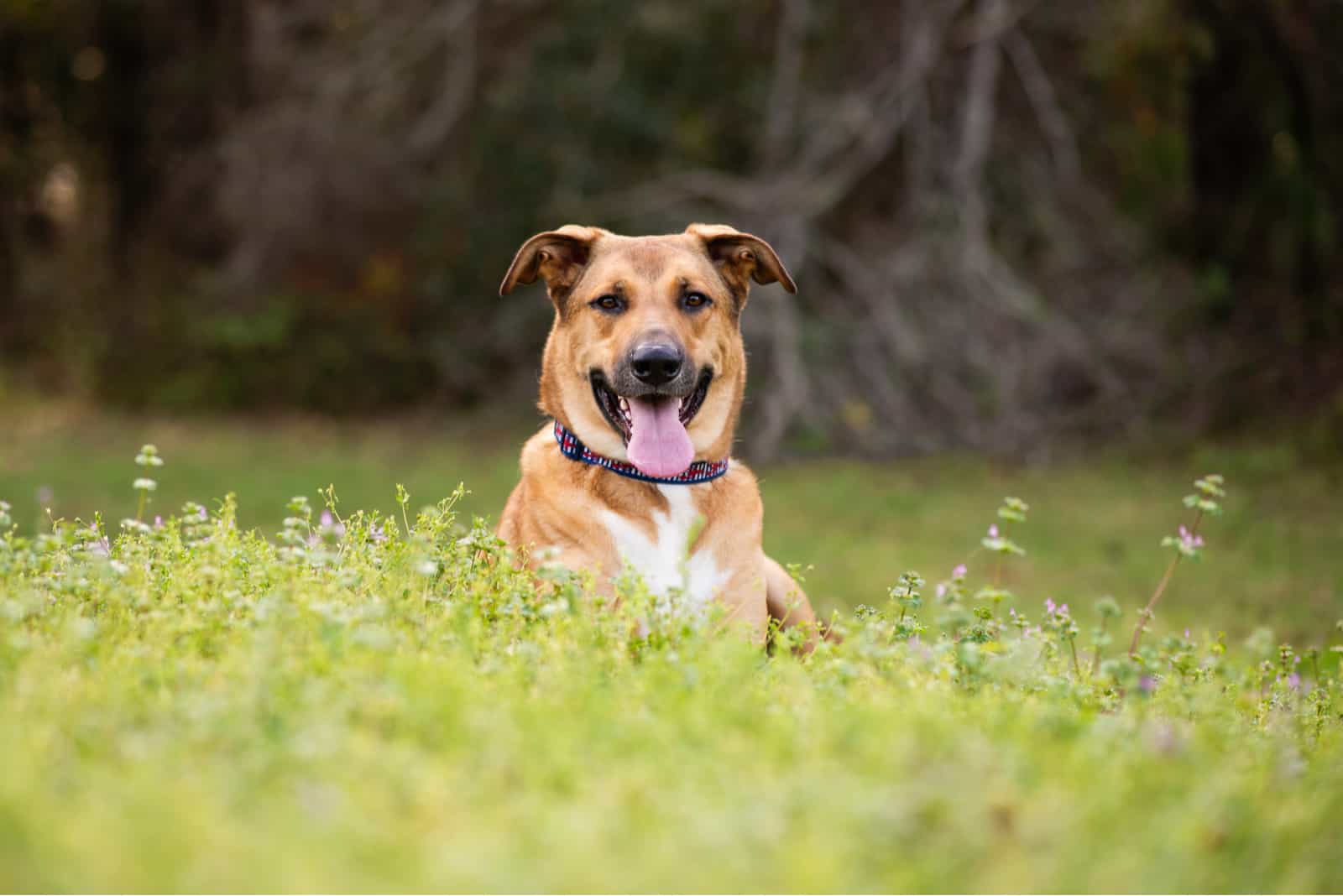 German Shepherd mix