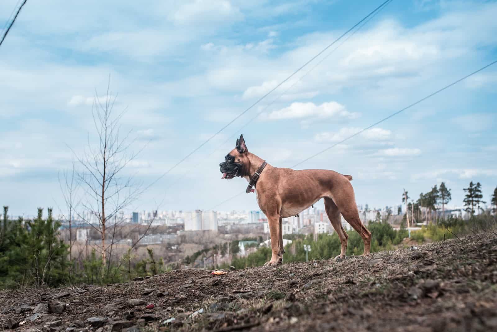 German boxer dog