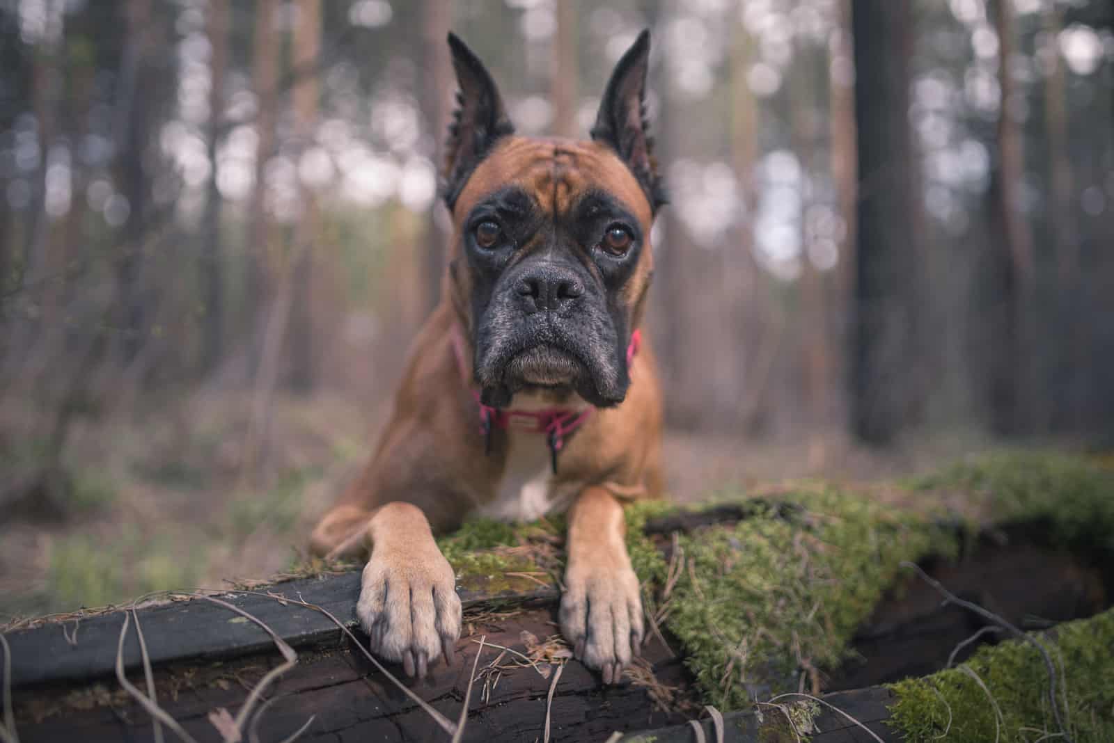 German boxer in the woods
