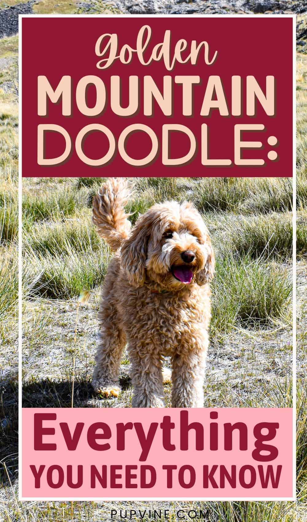 Golden Mountain Doodle Everything You Need To Know