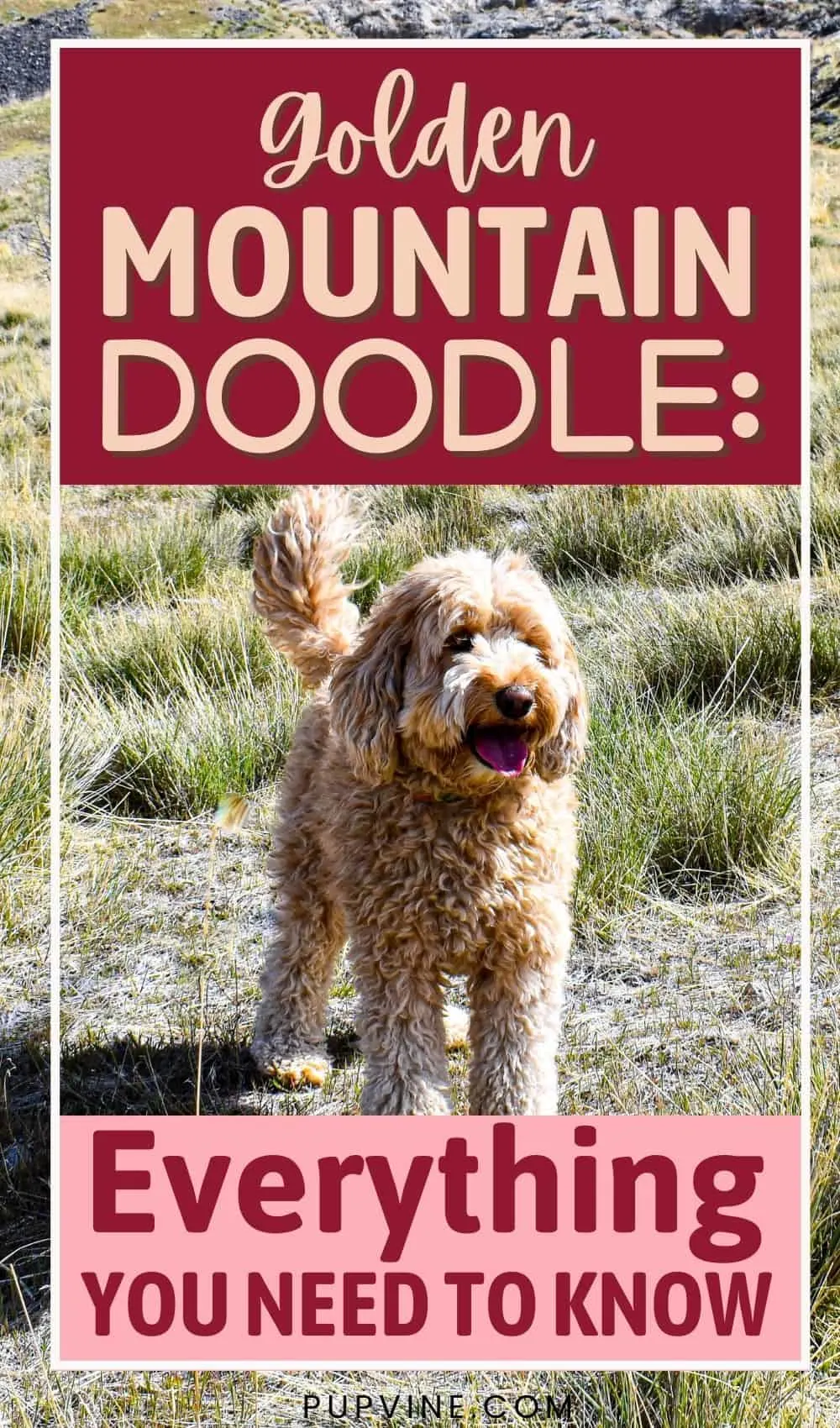 Golden Mountain Doodle Everything You Need To Know