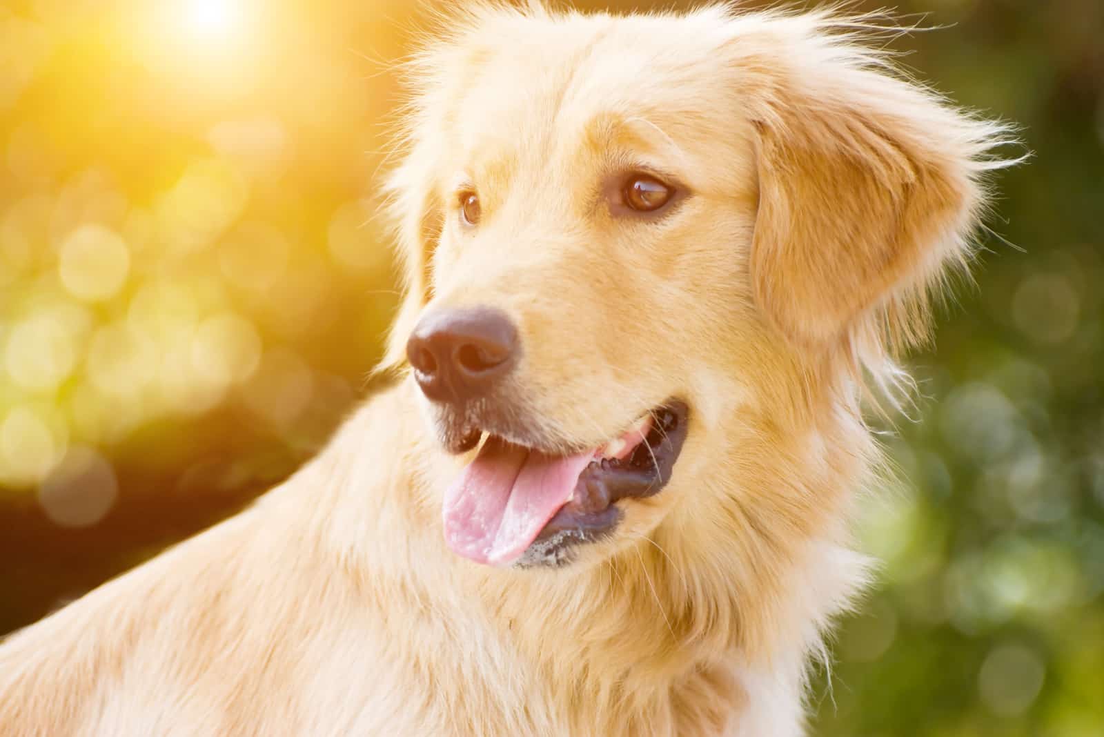 Golden Retriever - tongue out