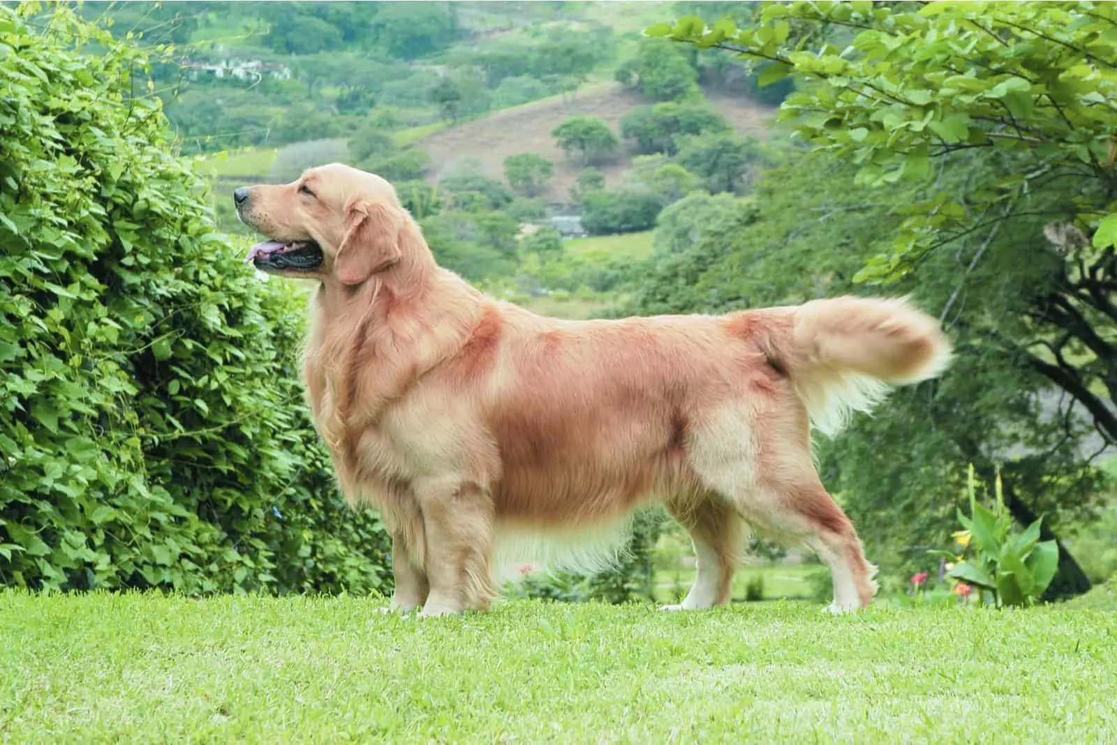 Golden retriever posing in nature