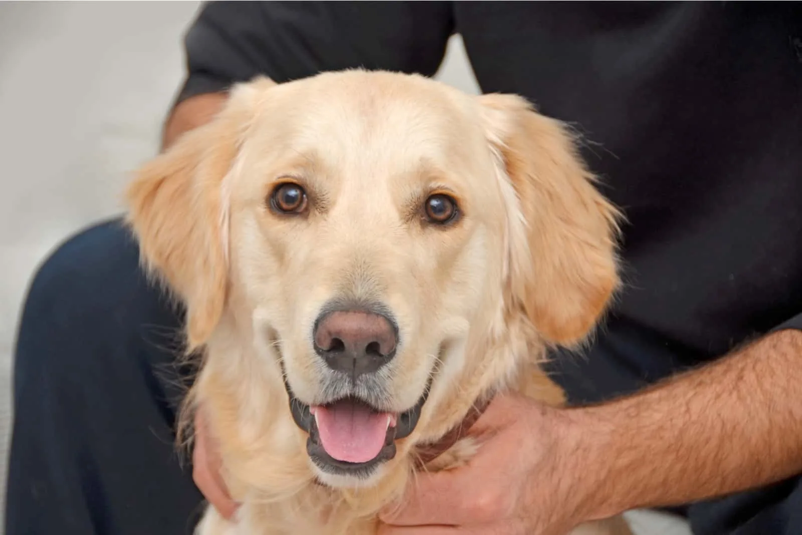 Golden retriever with his owner