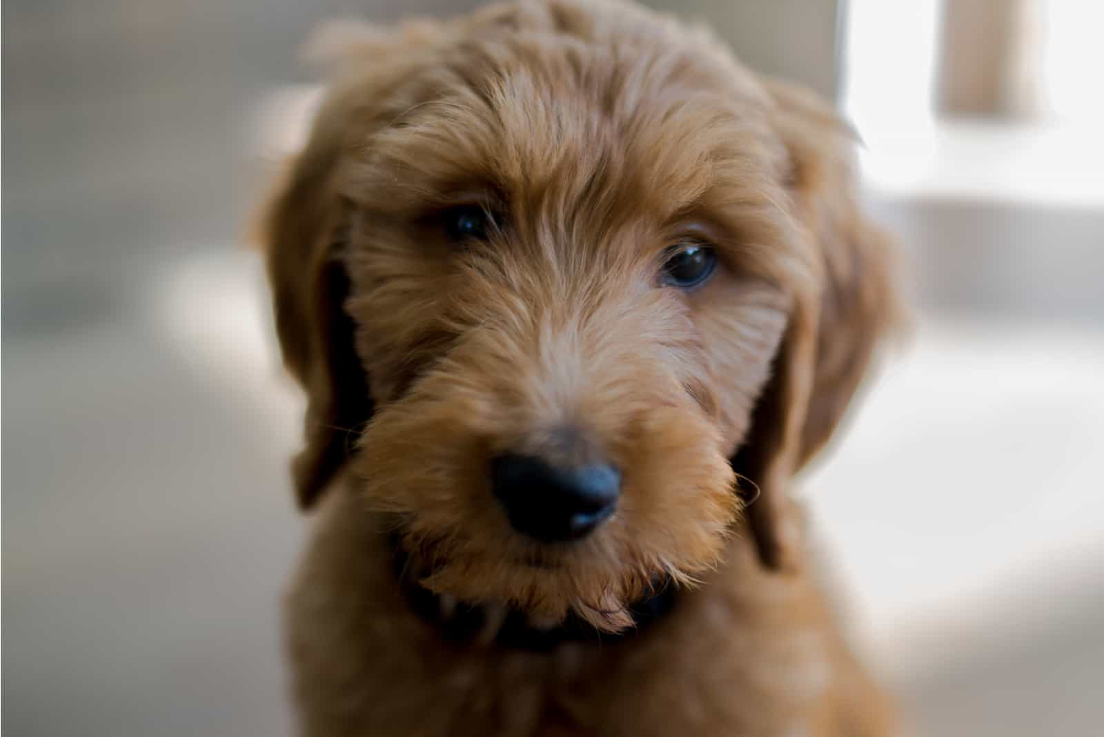 Goldendoodle Puppy Portrait