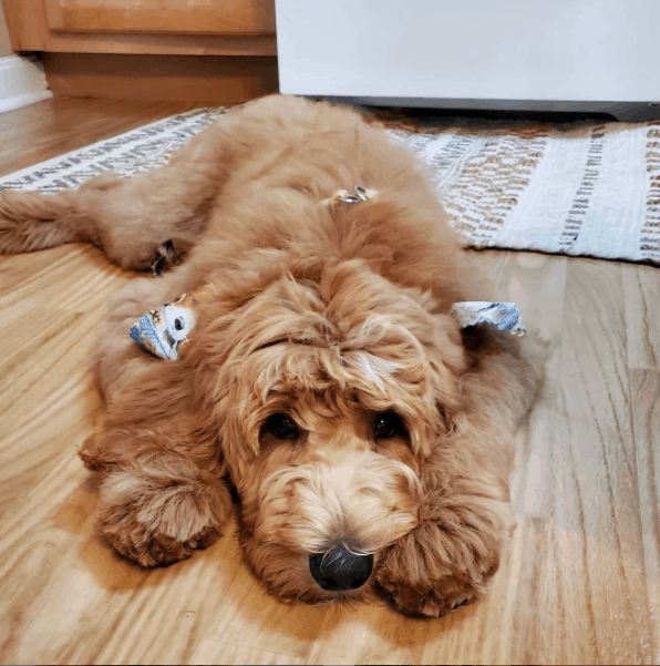 Goldendoodle lying on floor