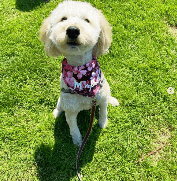 Goldendoodle outdoor