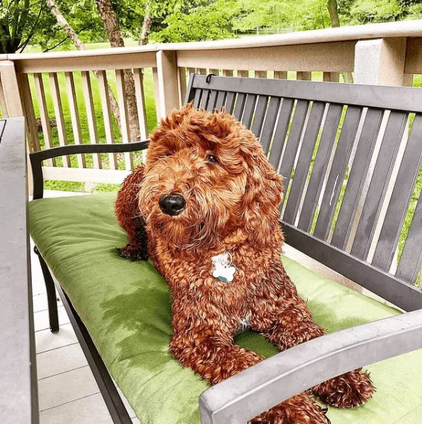 Goldendoodle sitting on chair
