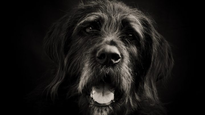 Great Danoodle – All You Need To Know About This Crossbreed