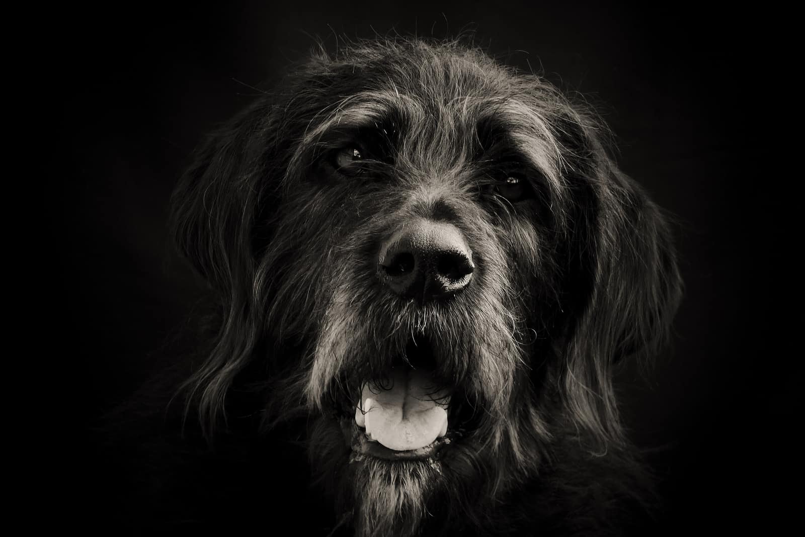a portrait of a dog in the dark