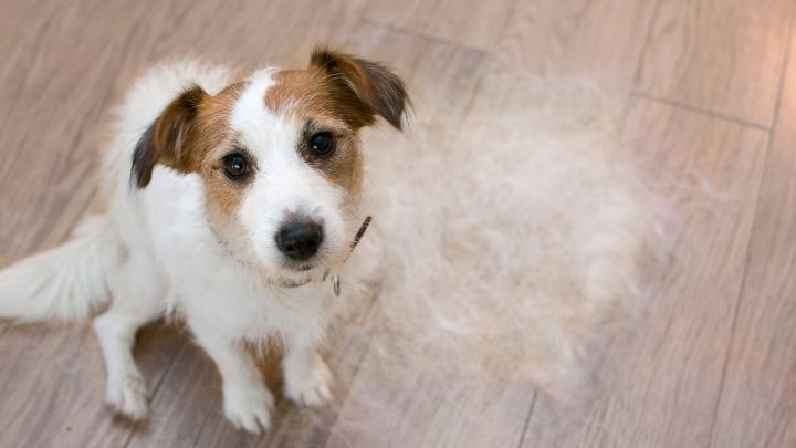 Hair Loss Around Dogs’ Eyes: Causes Of Canine Alopecia