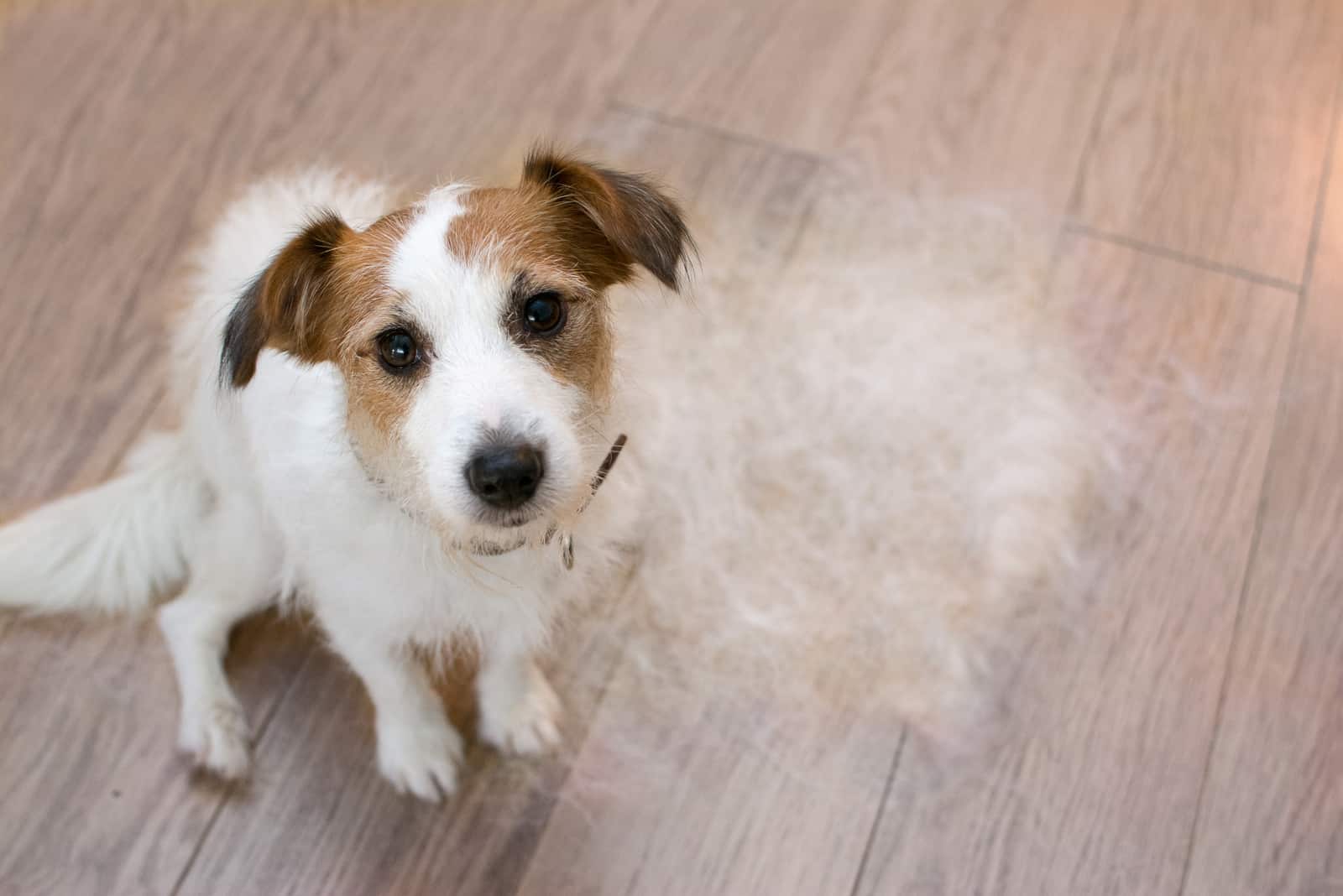 jack russell shedding
