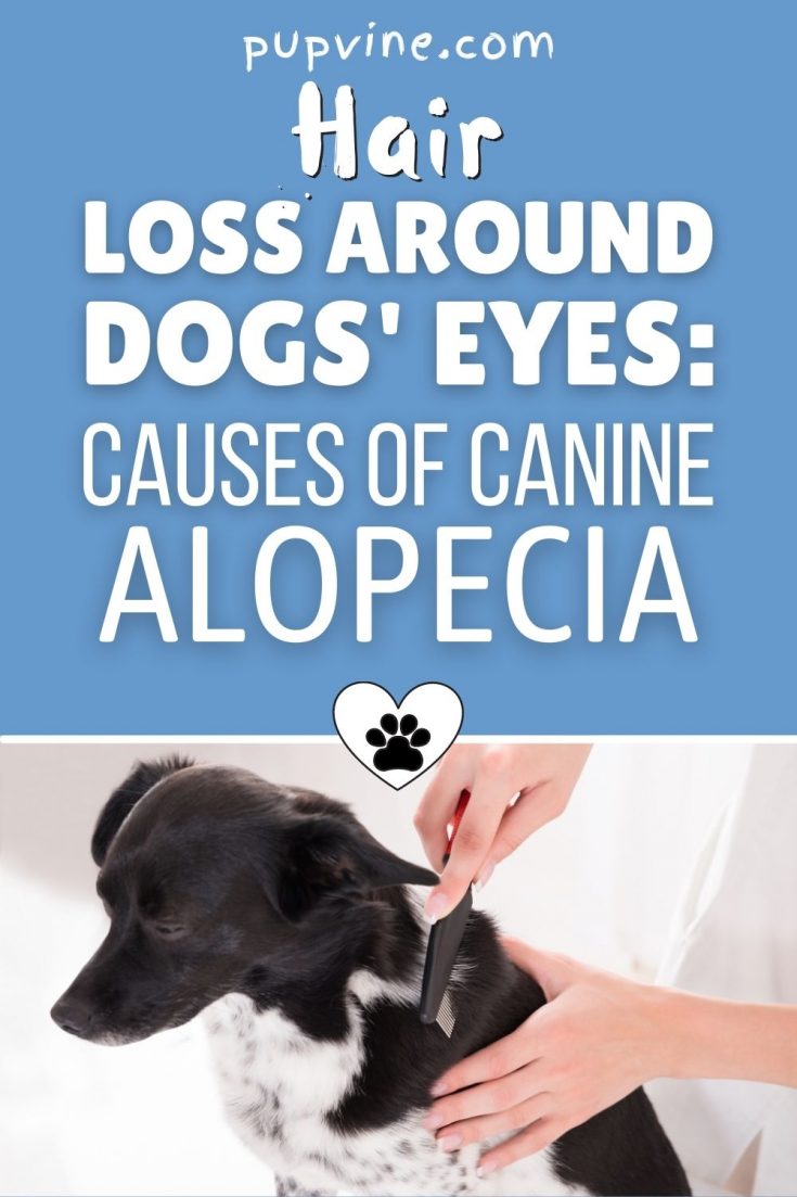 Dog Losing Hair Around Eyes Causes Of Canine Alopecia