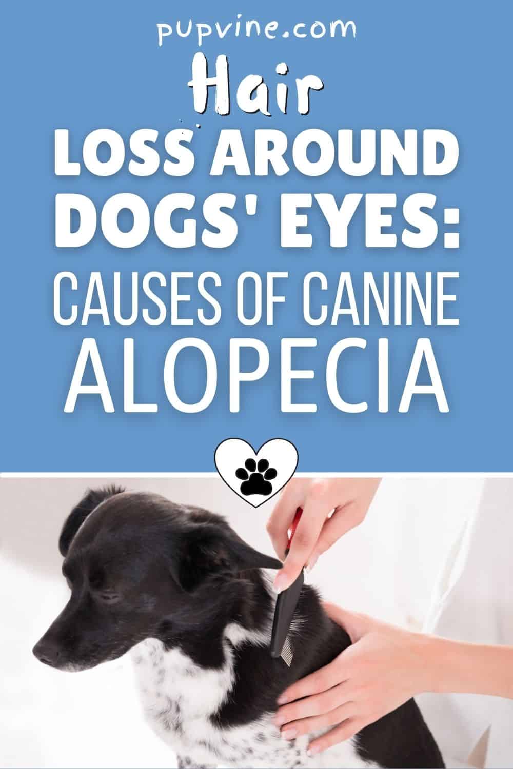 Hair Loss Around Dogs' Eyes: Causes Of Canine Alopecia