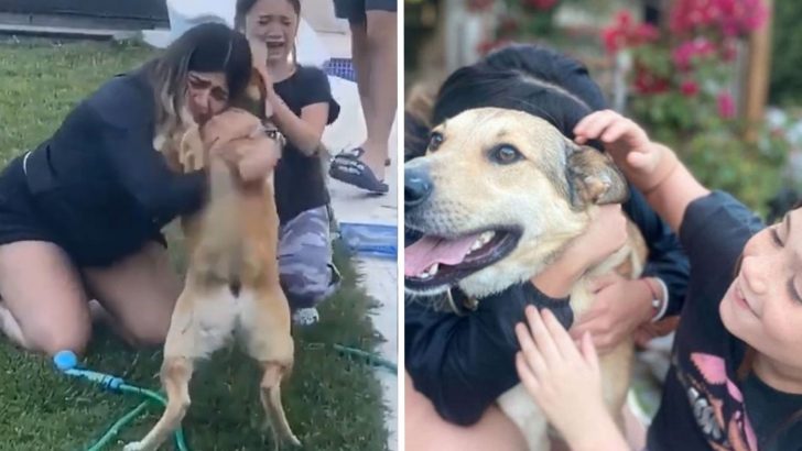 Happy Tears: A Kid Reunites With Her Lost Family Dog After Two Months
