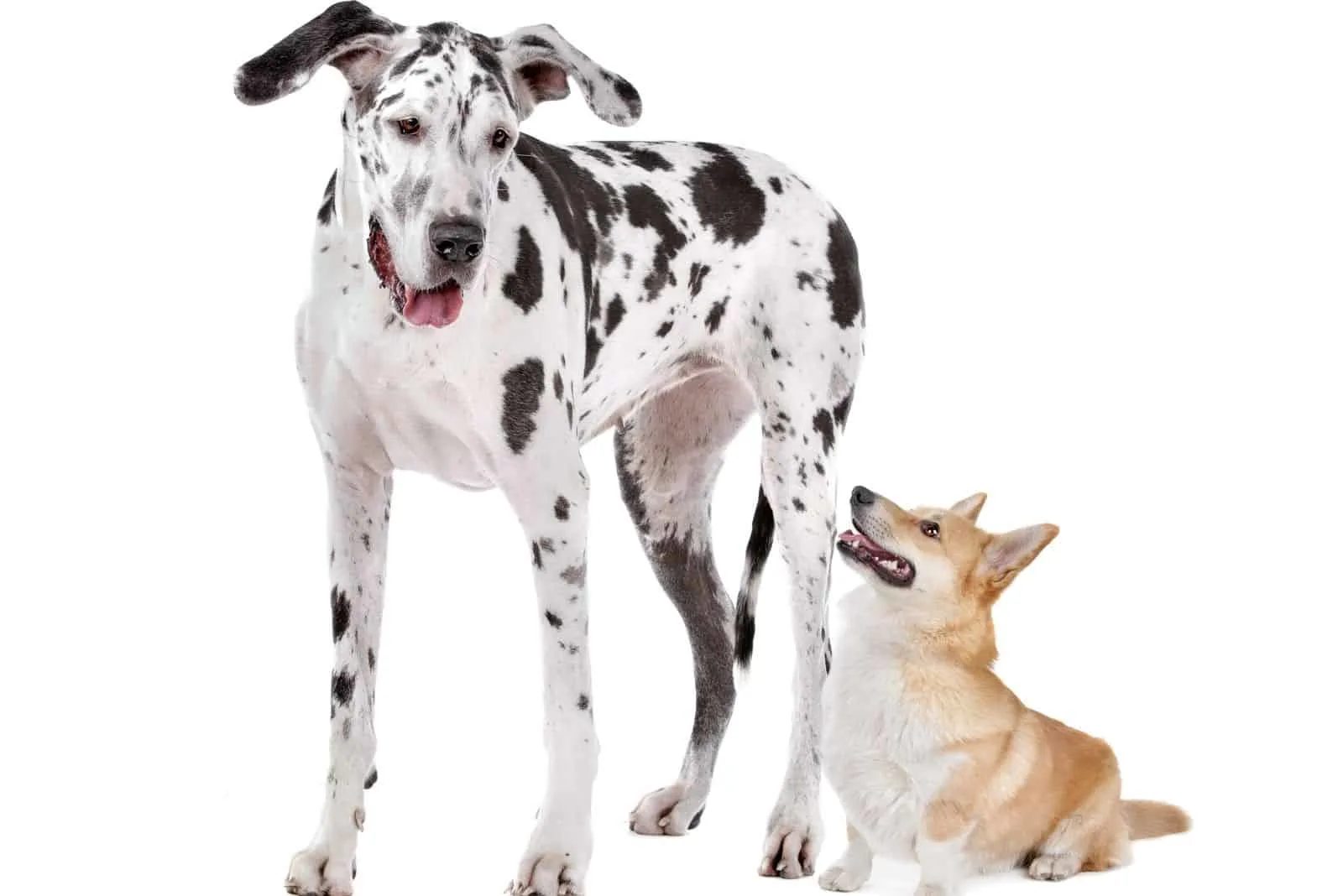 harlequin great dane and a pembroke welsh corgi dog in white background
