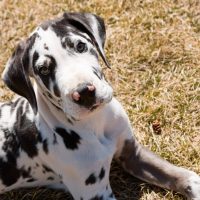 black and white great dane sitting outdoors