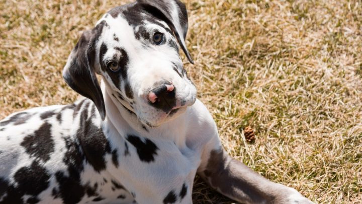 Here’s Why You Should And Shouldn’t Own A Corgi Great Dane Mix