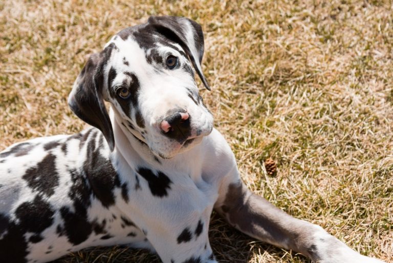 black and white great dane sitting outdoors